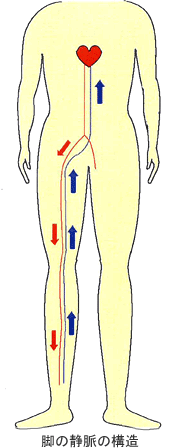 足の静脈の構造