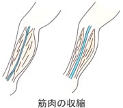 筋肉の収縮