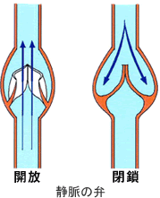 静脈の弁